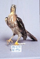 鳳頭蒼鷹藏品圖，第3張
